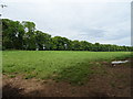 Grazing near Shavington Grange