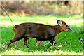 ST8183 : Muntjac, nr Badminton, Gloucestershire  2008 by Ray Bird