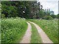 Track to Lynford Water