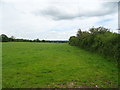 Grazing and hedgerow near Manor Farm