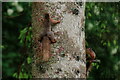 SD1399 : Squirrels at Forest How by Peter Trimming