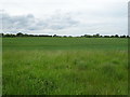 Crop field west of Mucklestone