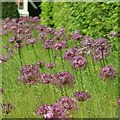 Alliums, Newnham open gardens