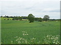 Crop field near Holly Croft Farm