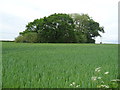 Cereal crop towards small woodland