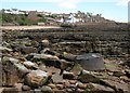 Fossil tree stump at Crail