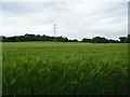 Cereal crop and power lines