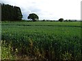 Farmland in the Evenlode valley