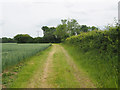 Track beside wheat crop