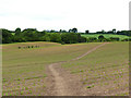 Footpath across a field