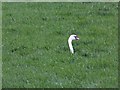 SK7330 : Swan nesting in a grass field by Graham Hogg