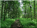 NT9924 : Path in Thorneybank Plantation by Andrew Curtis