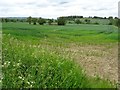 Arable farmland near Cherington