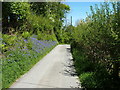 Roadside bluebells just north of Ty-nant farm