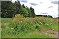 Poppies by Standing Way, Bletchley