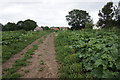 Path leading to Leeds Road, Lofthouse