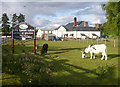 Donkeys, Ben Nevis Distillery