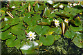 Water lilies - Eltham Palace