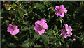 Bloody cranesbill. Galmpton