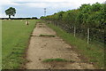 Farm track with sheep