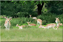 SJ5509 : Fallow Deer at Attingham Park by David Dixon