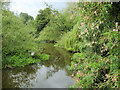 SJ5510 : River Tern Downstream from the Suspension Bridge at Attingham Park by David Dixon