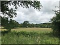 Trees and fields on a cloudy day in Gloucestershire