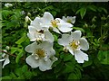 SO7843 : Dog roses by Philip Halling