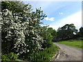 Blossom near St Mary