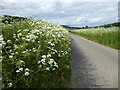 Cow parsley in Knatts Valley