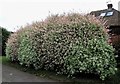 Hedge of flamingo willow, Gorselands