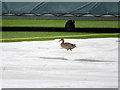 SK5566 : Welbeck Cricket Club: lovely weather for ducks by John Sutton