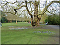 Gnarled tree, Kelsey Park