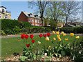 Tulips, Horbury Memorial Park