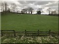 Grazing sheep, Weardale