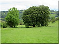 Deciduous trees in summer foliage