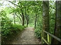 Path in Springbank Wood