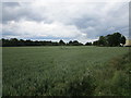 Wheat field at Bridge End