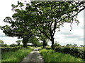 Slutshole Lane looking east towards Bunwell Road