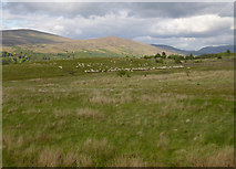 NN2180 : Rough grazing, by Leanachan by Craig Wallace