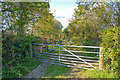 North Devon : Grassy Track