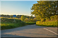 North Devon : Country Lane