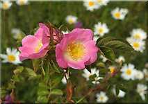 SX9066 : Rose, Nightingale Park by Derek Harper