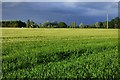 Farmland, Buckland