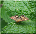 Mint moth on mint