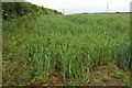 Wheat south of Kerswell