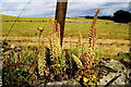 Navelwort, Magheracoltan