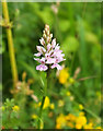 SX9066 : Heath spotted orchid, Browns Bridge Road by Derek Harper