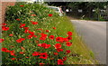 Patch of Poppies