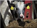 Calf at Border View Farm